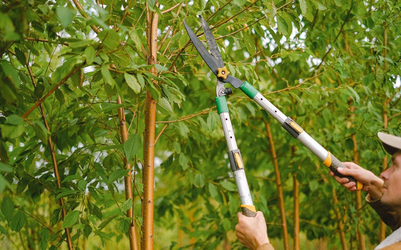 Tree trimming in Newton, IA