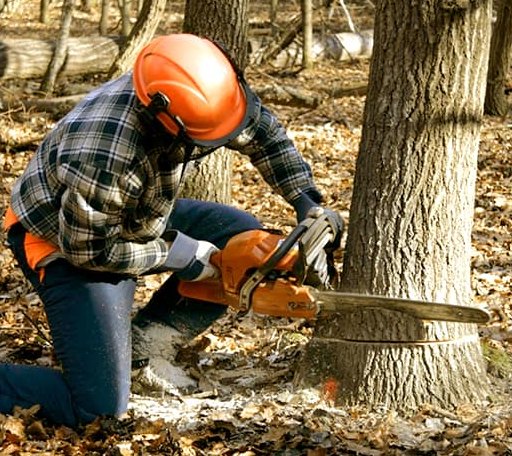 Tree Removal in Newton, IA